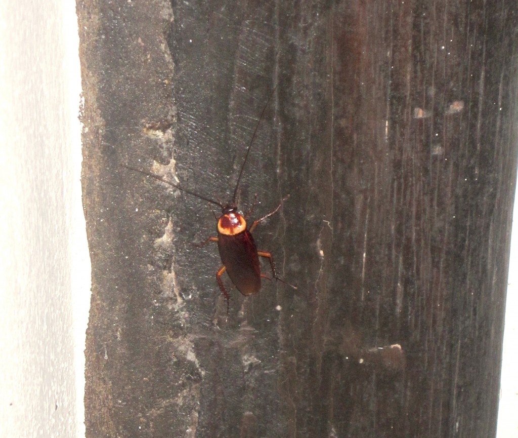 Thailand cockroach insect