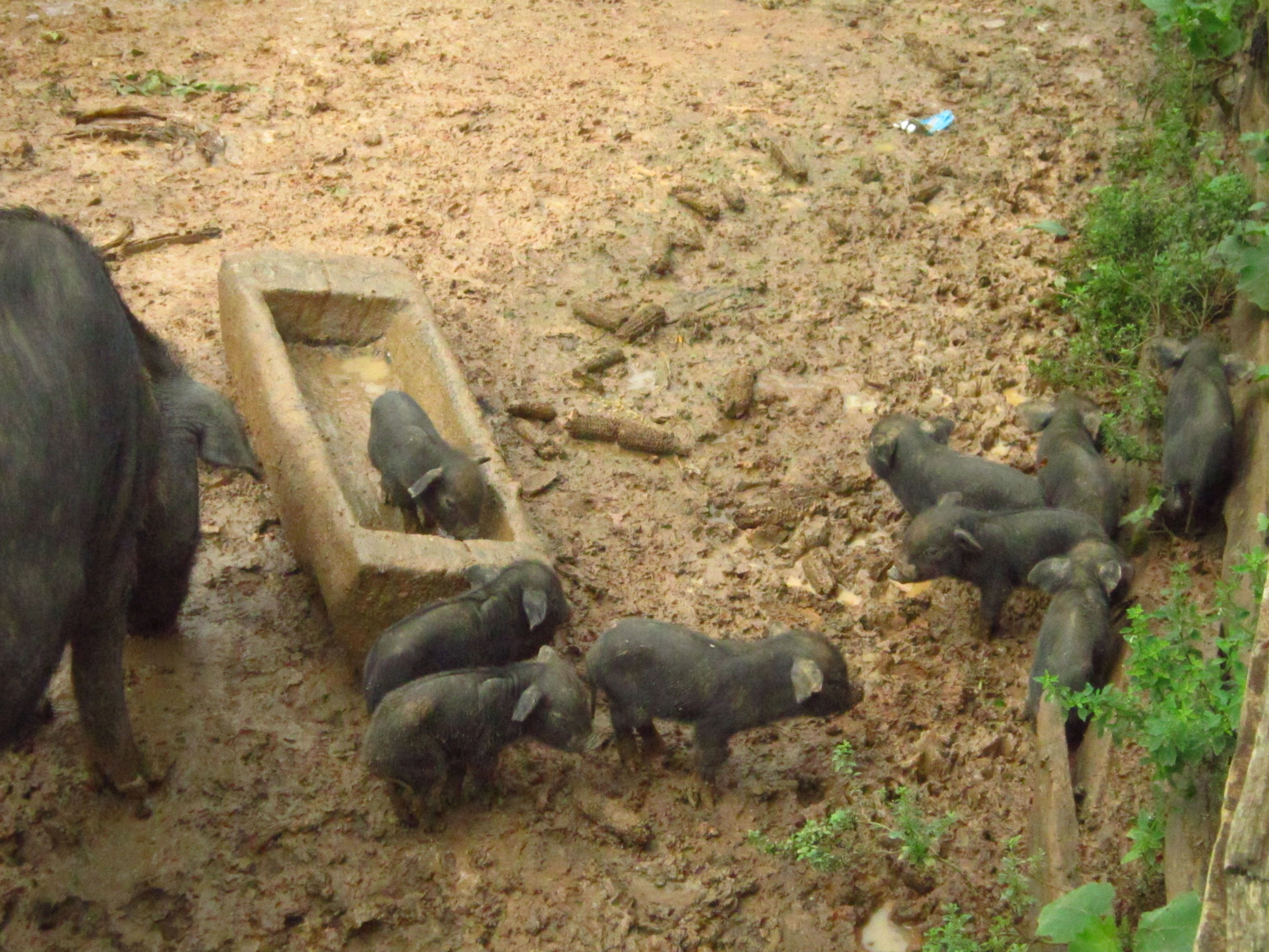 Pia Thailand farm pigs 
