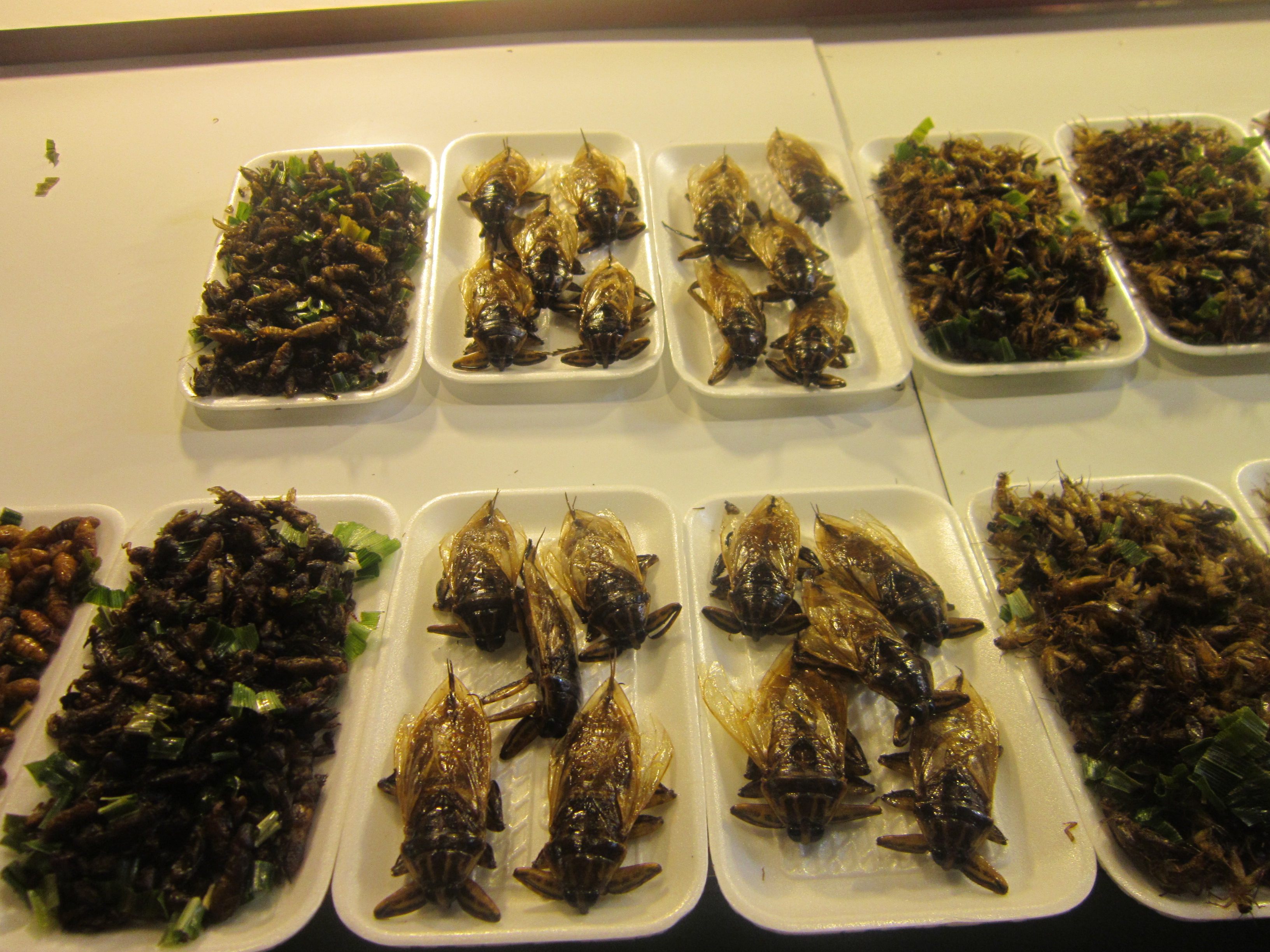 Chiang Rai Thailand fried insects crickets worms