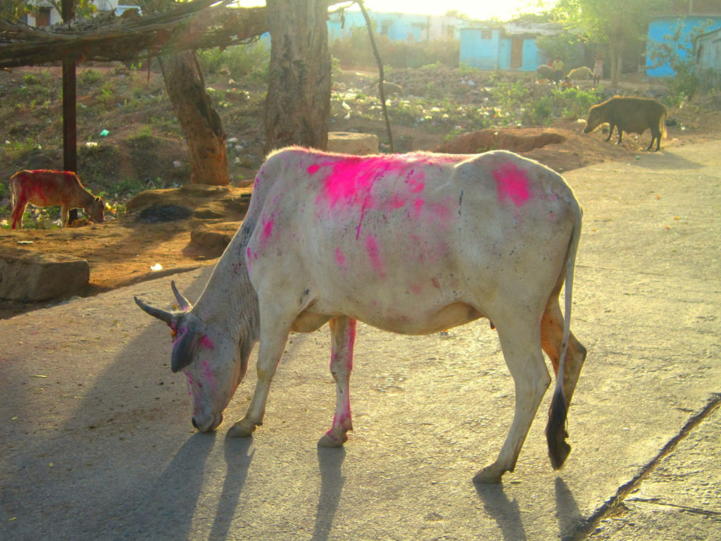 holi festival cows